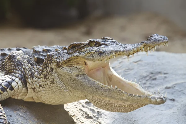 Крокодил — стокове фото