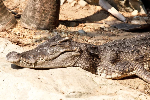 Gevaarlijke krokodillen in een farm, thailand — Stockfoto