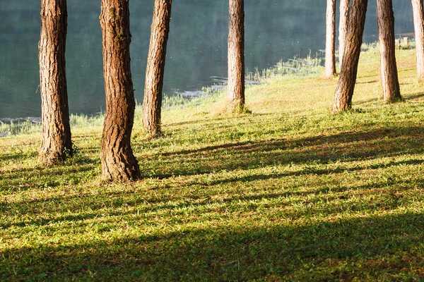 Floresta de Abeto Natural — Fotografia de Stock