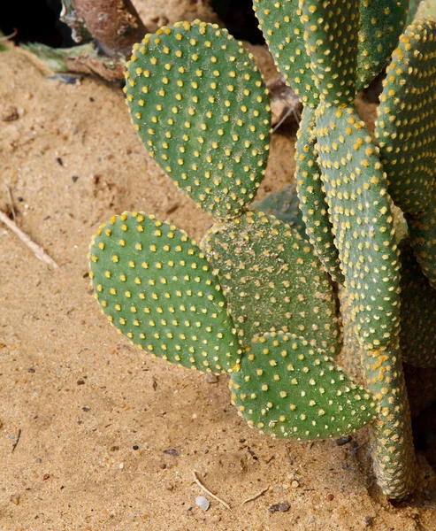 Detail of cactus growing — Stock Photo, Image