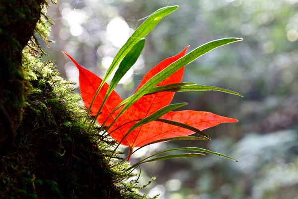 Klon czerwony liść i zielony Paprocie — Zdjęcie stockowe