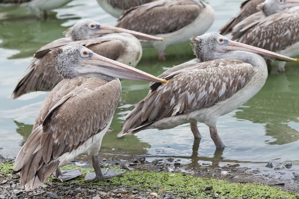 Brown pelican, pelecanus occidentalis — Stock Photo, Image