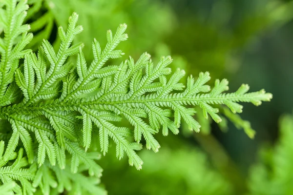 Green lush ferns growing — Stock Photo, Image