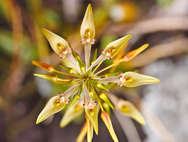 Exotic flowers — Stock Photo, Image