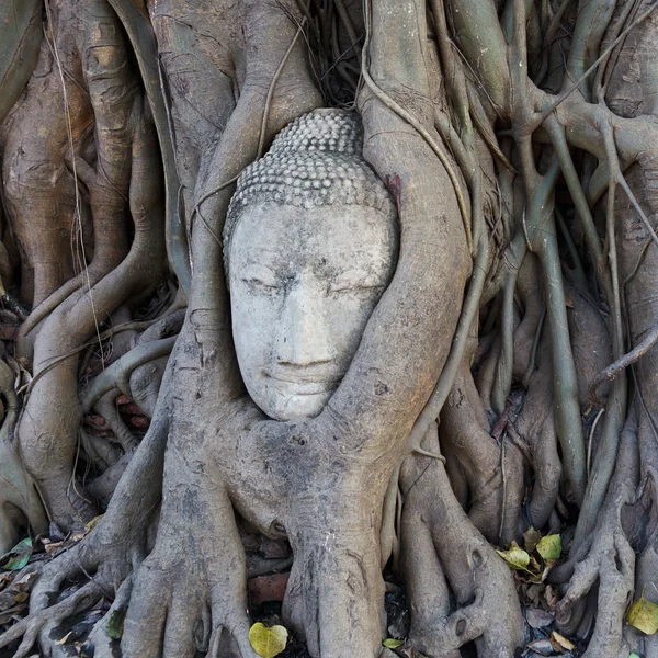 Vedoucí z pískovce buddha v kořenech stromu na wat mahathat — Stock fotografie