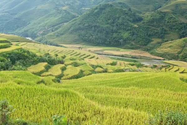 高山上的稻田 — 图库照片