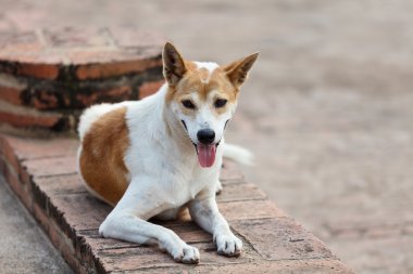 açık havada başıboş bir köpek portresi
