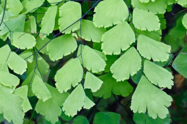 Fern bitkiler doğal orman zemin kapak.