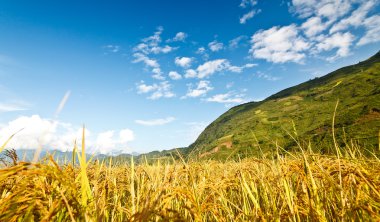 Dağlarda pirinç terasları