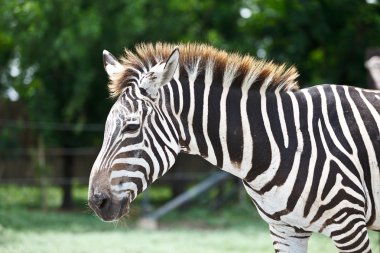 zebra yeşil alana başkanı