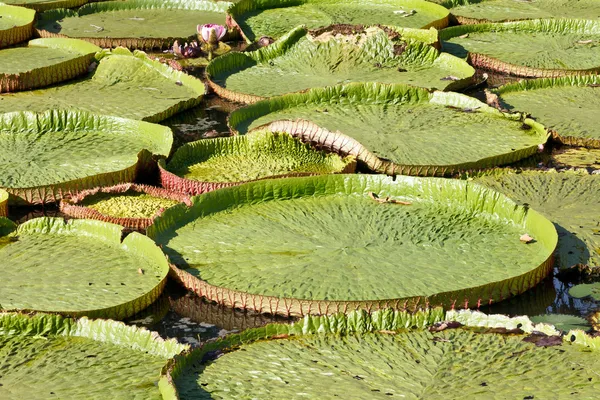 Lotusblatt — Stockfoto