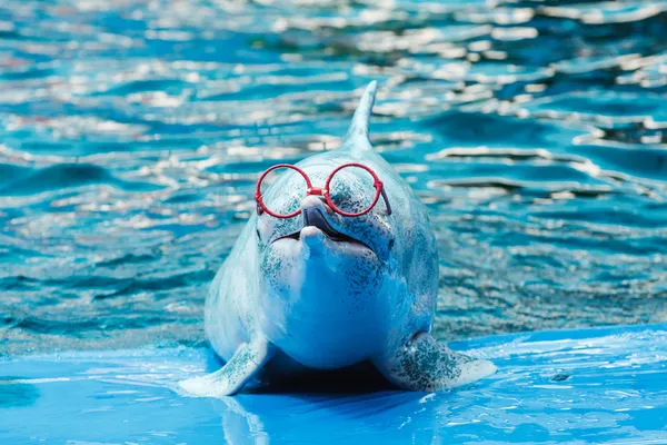 Delfinarium pokaz w parku — Zdjęcie stockowe