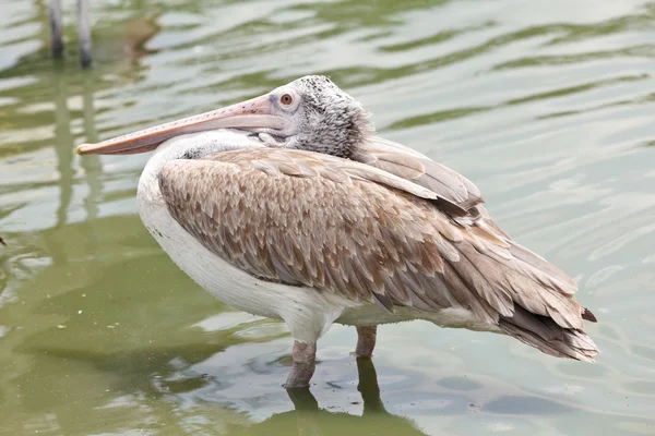 Brown pelican, pelecanus occidentalis — Stock Photo, Image