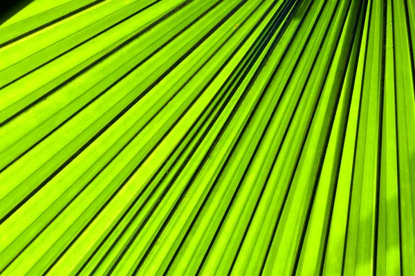 Palm leaf backlit with sunlight — Stock Photo, Image