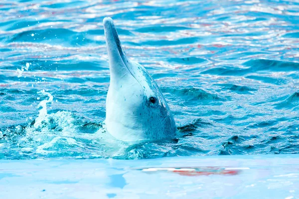 Espectáculo de delfines en el parque — Foto de Stock