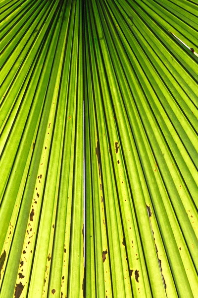 Пальмовый лист подсвеченный солнечным светом — стоковое фото