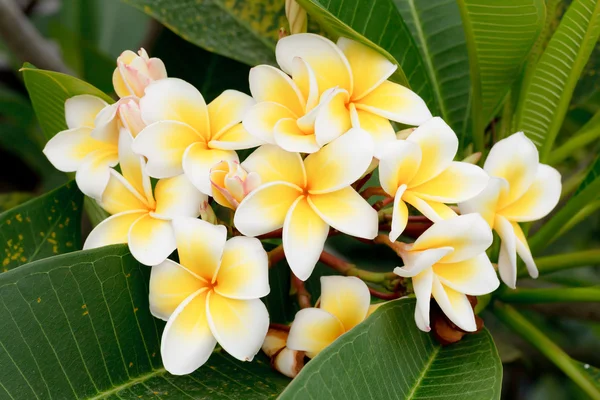 Branch of tropical flowers frangipani (plumeria), Thailand — Stock Photo, Image