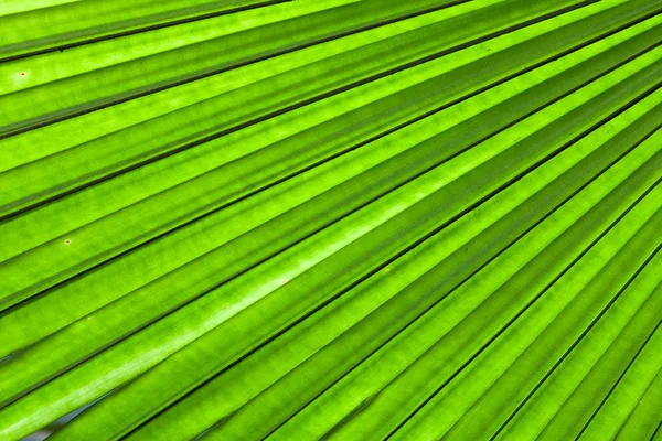 Palm leaf backlit with sunlight — Stock Photo, Image