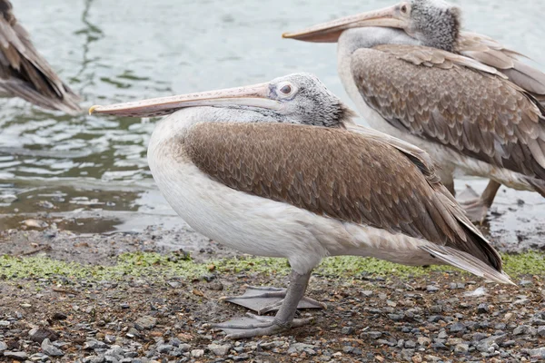Brown pelican, pelecanus occidentalis — Stock Photo, Image