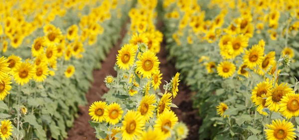 Field with sunflowers — Stock Photo, Image