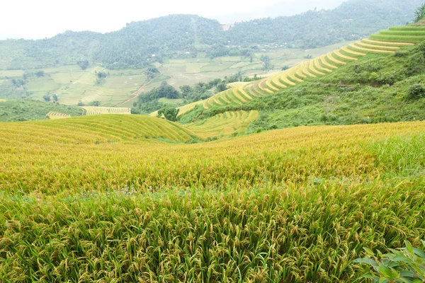 Terrazze di riso in montagna — Foto Stock