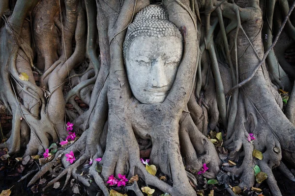 Kopf des Sandstein-Buddhas in den Baumwurzeln im wat mahathat — Stockfoto