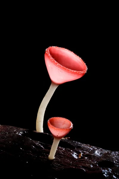 Orange mushroom or Champagne mushroom — Stock Photo, Image