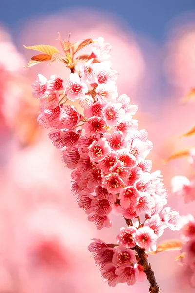 Sakura pink flower — Stock Photo, Image