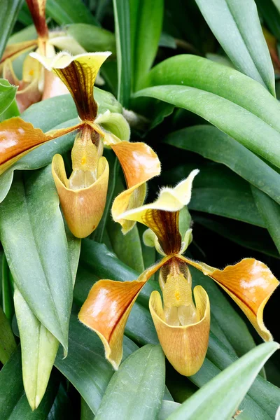 Close up of lady's slipper orchid — Stock Photo, Image