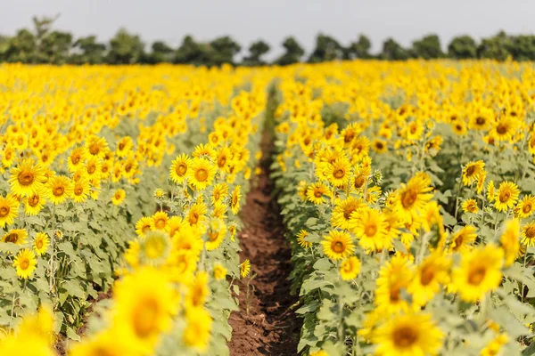 Veld met zonnebloemen — Stockfoto