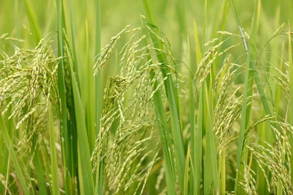 Green rice — Stock Photo, Image