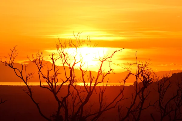 Prachtige zonsopgang op de zee en de dode boom — Stockfoto
