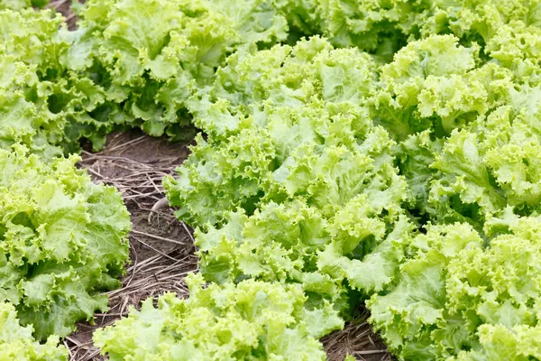 Field of green fresh lettuce growing at a farm — Stock Photo, Image