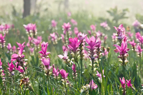 粉红色领域的暹罗郁金香 — 图库照片