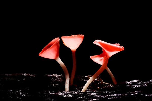 Orange mushroom — Stock Photo, Image