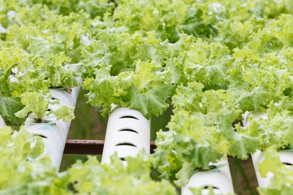 Hydroponic vegetable is planted in a garden. — Stock Photo, Image