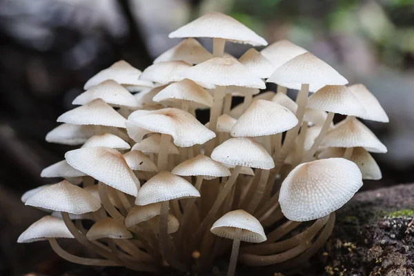 Forest Mushrooms — Stock Photo, Image