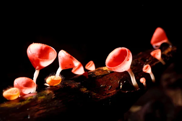 Оранжевый гриб — стоковое фото