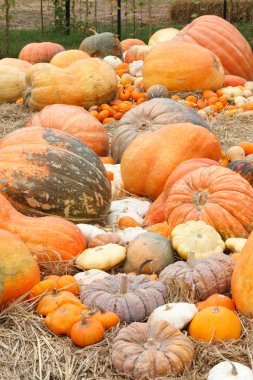 Pumpkins with different colours in the field clipart