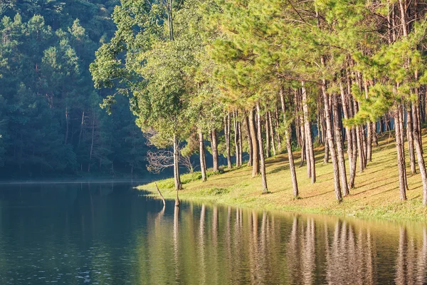 Natural Spruce Woodland — Stock Photo, Image