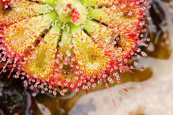 Drosera tokaiensis etçil bitki — Stok fotoğraf