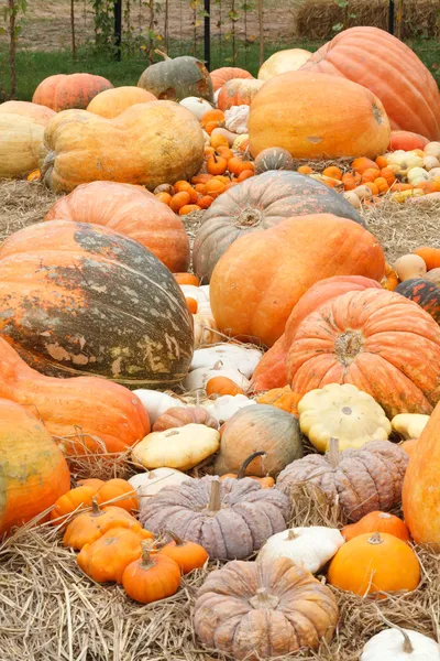 Calabazas con diferentes colores en el campo — Foto de Stock