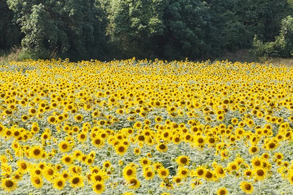 Dettaglio di un campo con molti girasoli alla luce del sole con poco profondo — Foto Stock