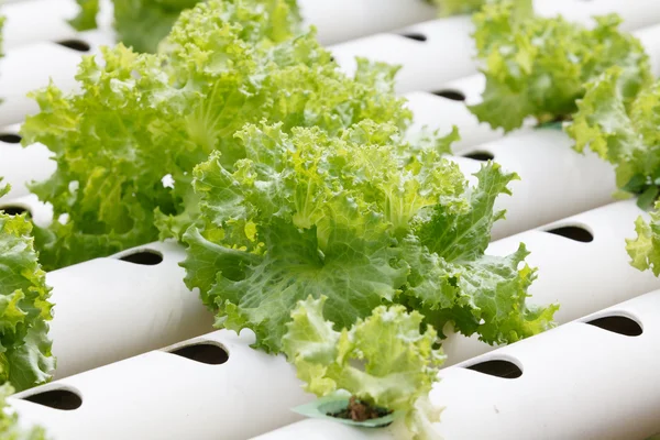 Hydroponic vegetable is planted in a garden. — Stock Photo, Image