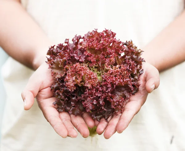 Hands holdings a fresh Purple lettuce — Stock Photo, Image