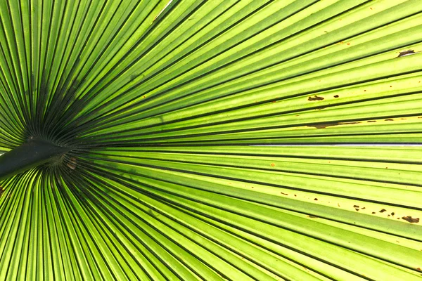 Palm blad backlit met zonlicht — Stockfoto