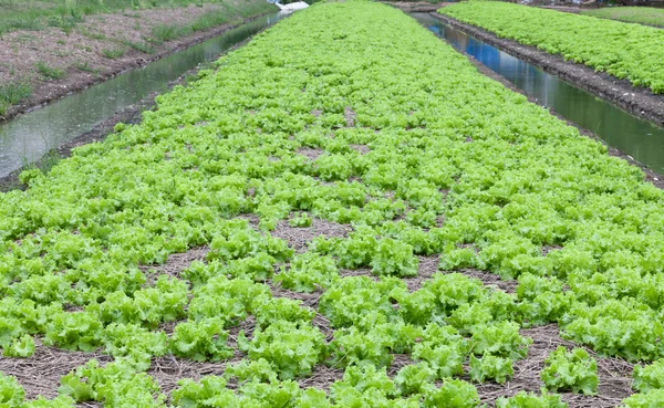 Field of green fresh lettuce growing at a farm — Stock Photo, Image