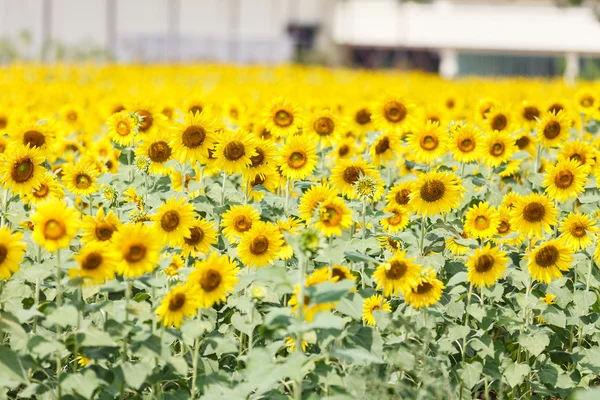 Field with sunflowers — Stock Photo, Image