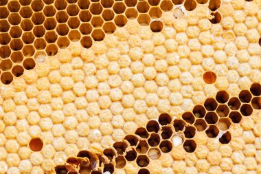 Sarı güzel petek arka plan