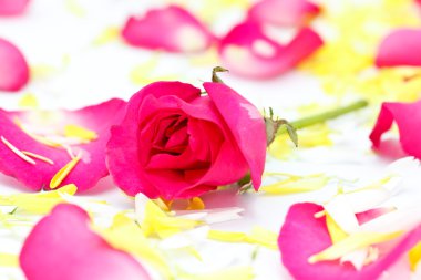 güzel kırmızı gül ve yaprakları